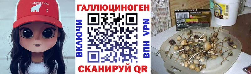 Купить где  Каменка  Псилоцибиновые грибы Cubensis 